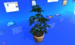 Real Desktop - Ficus