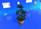 Real Desktop: Ficus